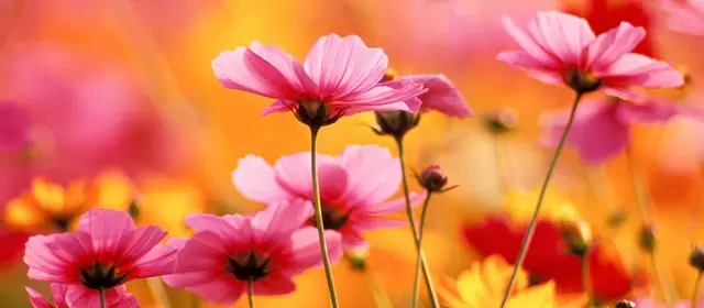 Horoscope de Septembre 2026